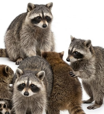 Wildlife Control